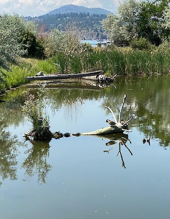 Trees in the Okanagan Lake. CC:TO