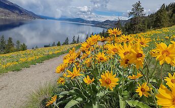 Yellow flowers growing next to Okanagan Lake. CC:TO