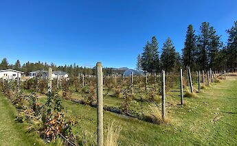 Backyard at Meadow Vista. CC:TO