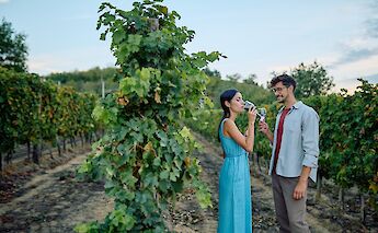 Couples' wine tasting. CC:TO