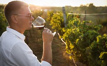 Tasting wines in the vineyard at sunset. CC:TO